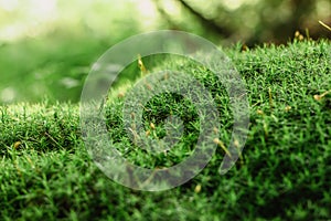 Beautiful Bright Green moss macro view. Fresh nature for wallpaper.Moss texture, background with copy space.Close up