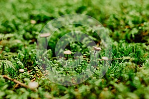 Beautiful Bright Green moss macro view. Fresh nature for wallpaper.Moss texture, background with copy space.Close up green moss,