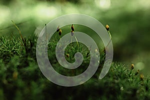 Beautiful Bright Green moss macro view. Fresh nature for wallpaper.Moss texture, background with copy space.Close up