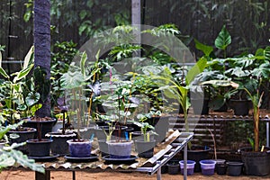 Beautiful bright green rhododendron plants seedlings in pots in greenhouse, garden in spring.