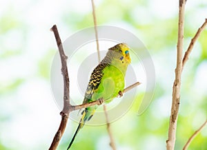 Beautiful bright green wavy parrot sits on  branch blurry background. Copy space. Selective focus