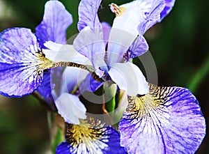 Beautiful bright irises