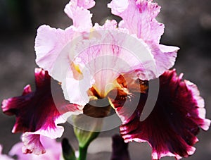 Beautiful bright irises