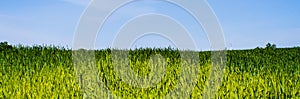 Beautiful bright landscape of wheat field closeup