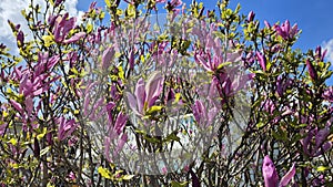 Beautiful bright magnolia flowers on blue sky background