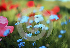 Beautiful bright natural background with small buds of blue flax and red and pink flowers grow in a bright Sunny summer meadow