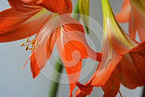 Beautiful and bright orange amaryllis buds bloomed this winter. Speckled flowers growing from a bulb in a crimson, pink pot.