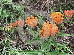 Beautiful Bright Orange Butterfly Milkweed Blooms - Asclepias tuberosa L
