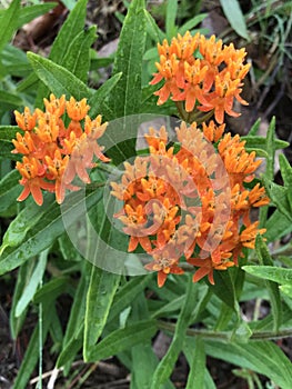 Beautiful Bright Orange Butterfly Milkweed Blooms - Asclepias tuberosa L