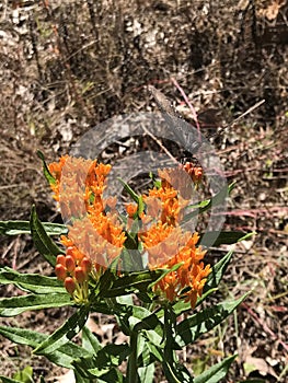 Beautiful Bright Orange Butterfly Milkweed Blooms - Asclepias tuberosa L