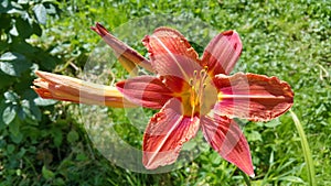 Beautiful bright Orange day-lily on a summer garden