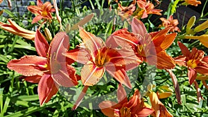 Beautiful bright orange flowers of  Day-Lily on a sunny summer garden