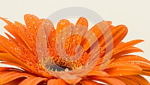 Beautiful bright orange gerber in macro