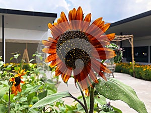 A beautiful bright orange sunflower