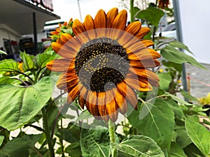 A beautiful bright orange sunflower