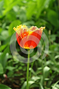 Beautiful bright orange tulip bloom in the garden on a sunny day