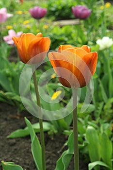 Beautiful bright orange tulips bloom in the garden in all its glory