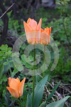 Beautiful bright orange tulips bloom in the garden on a sunny day