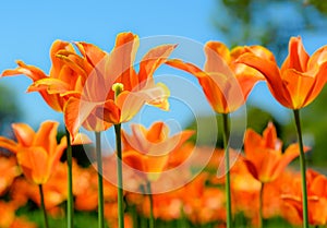 Beautiful bright orange tulips and blury blue sky. Spring floral background. photo