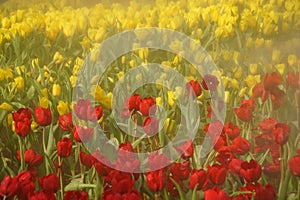 Beautiful bright orange tulips grouped in tulip fields with water sprays on pink background, Tulip flowers meadow