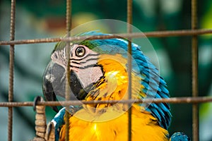 A beautiful bright parrot ara in the zoo