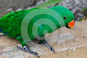 Beautiful bright parrot with green plumage and powerful beak