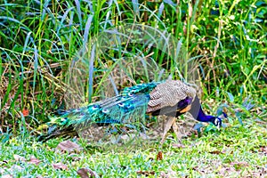 Beautiful, bright peacock, with a chic tail of feathers.