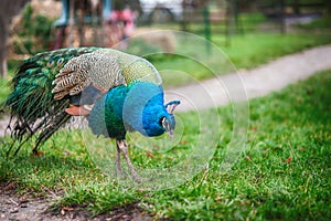 Bellissimo pavone elegante la coda da piume giardino 