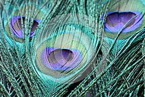 Beautiful bright peacock feathers as background, closeup