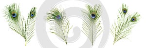 Beautiful bright peacock feathers on white background, collage. Banner design
