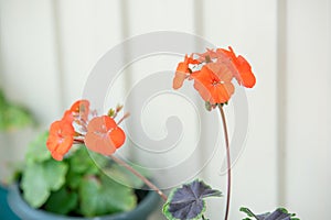 Beautiful bright pelargonium on a clear sunny summer day