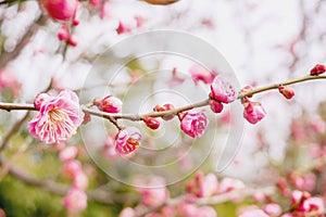 Beautiful and bright pink cherry blossoms blooming on tree brunch in Japanese garden and blurry background