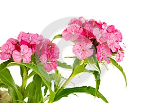 Beautiful bright pink flower Dianthus barbatus, Clade Tracheophytes, Family Caryophyllaceae photo