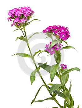 Beautiful bright pink flower Dianthus barbatus, Clade Tracheophytes, Family Caryophyllaceae photo