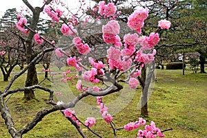 Beautiful bright pink flowers heralding the arrival of spring in Japan