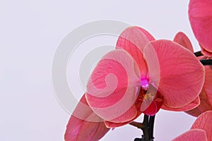 Beautiful bright pink orchid flowers isolated on white background. Free space for text