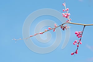 Beautiful Bright Pink oriental flower Cherry Blossoms botany against outdoors  Blue Sky in spring. Abstract romantic feeling