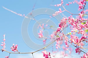 Beautiful Bright Pink oriental flower Cherry Blossoms botany against outdoors  Blue Sky in spring. Abstract romantic feeling