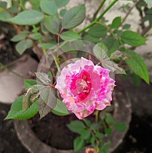 Beautiful bright pink rose flowers bud blooming isolated from green leaves plant growing, natural background, nature photography