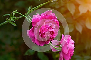 Beautiful bright pink roses flowers with green leaves in the garden in summer as a background.