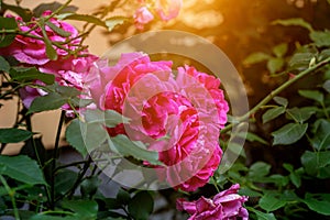 Beautiful bright pink roses flowers with green leaves in the garden in summer as a background.