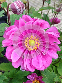 Beautiful bright pink Rotkappchen Anemone flowers in bloom during autumn
