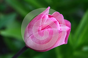 Beautiful bright pink tulip bloom in the garden in a summer