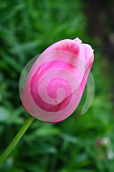 Beautiful bright pink tulip bloom in the garden on a sunny day