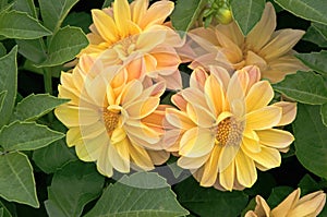 Beautiful bright pink yellow dahlias on a background of green leaves in a flower garden