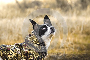 Beautiful bright portrait of a dog in a yellow field. Travel photo, best friend. Basenji in clothes