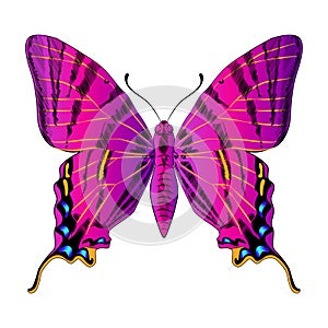 Beautiful bright purple butterfly monarch. Vector illustration isolated