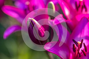 Beautiful bright purple lily flowers in the garden