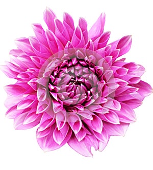 Beautiful bright purple Lucky Number Dahlia flower in bloom isolated on white background