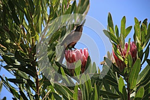 Beautiful bright red blossom of an exotic flower, a bird sitting on it. South Africa.